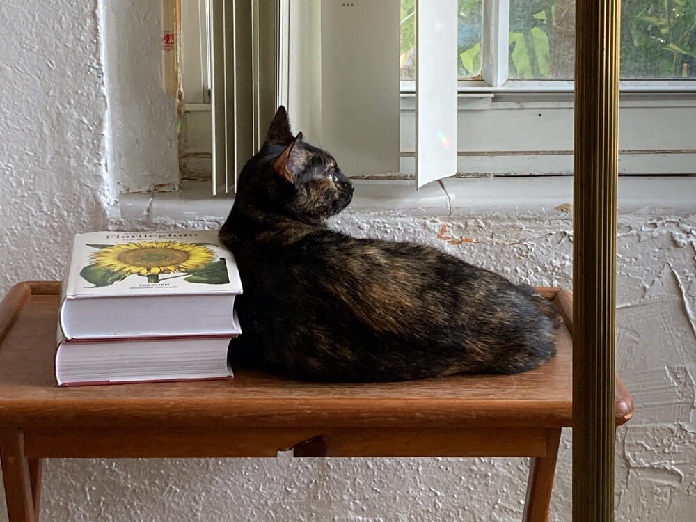 Kitty Perch