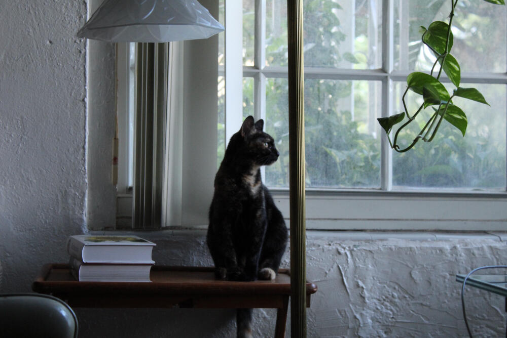 Kitty Lookout